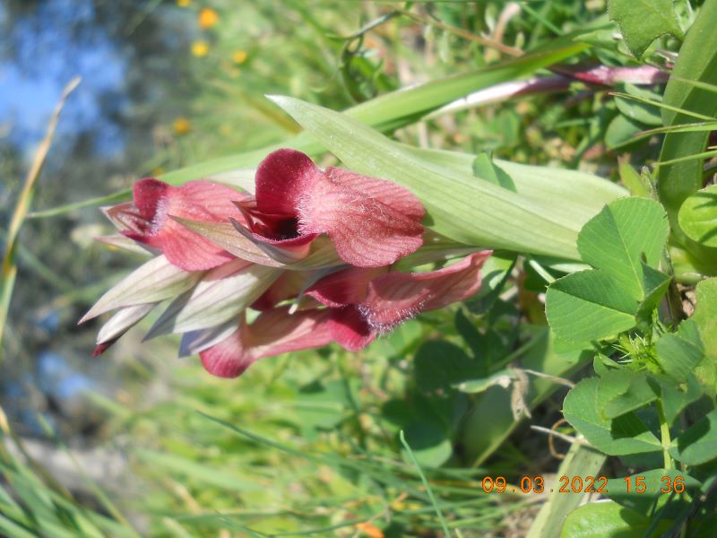 Serapias neglecta